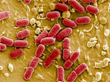      E.coli,   ,     