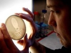 Фотография бактерии E.coli на "матрице" из бактерий E.coli Фотография бактерии E.coli на "матрице" из бактерий E.coli