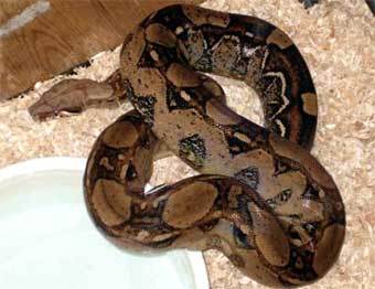    www.venomousreptiles.org