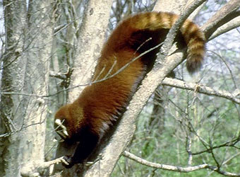  ,    animalinfo.org